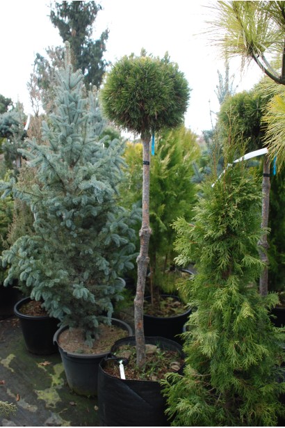 Сосна гірська Варелла  – підходить для контейнерного озеленення та малих садів